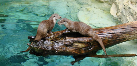 Parc animalier des Pyrénées<br />(65400 ARGELES GAZOST)